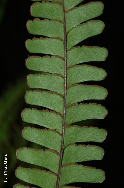 Lower surface of pinnules