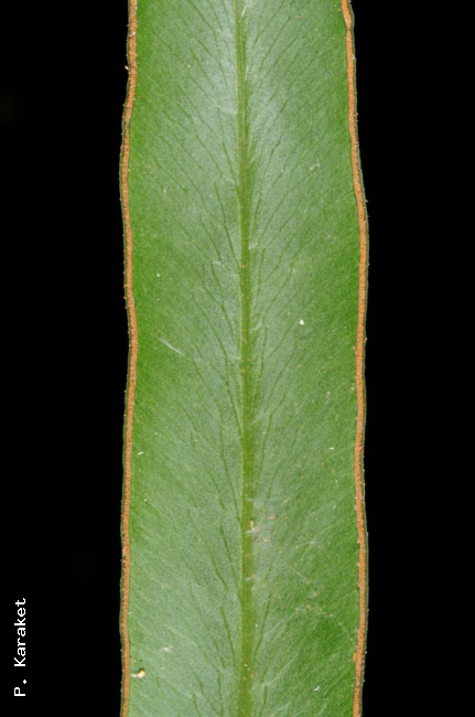 Lower surface of pinna and marginal sori