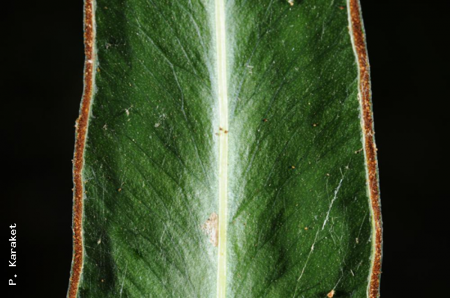 Sori