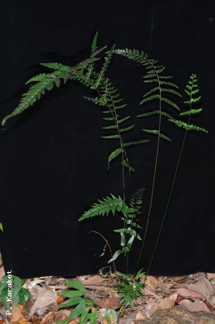 Habit (with black backcloth)