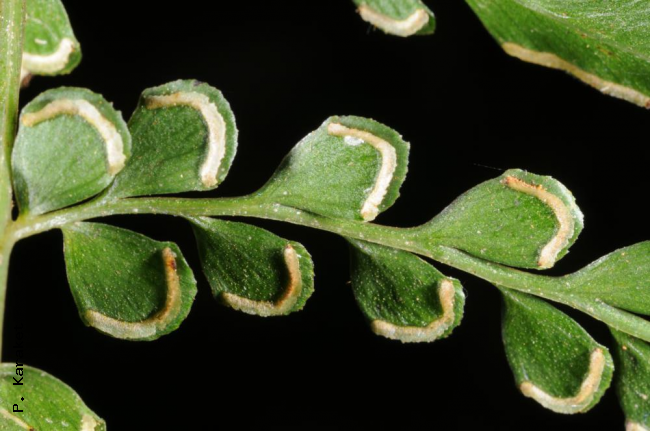 Fertile pinnules