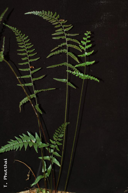 Fronds
