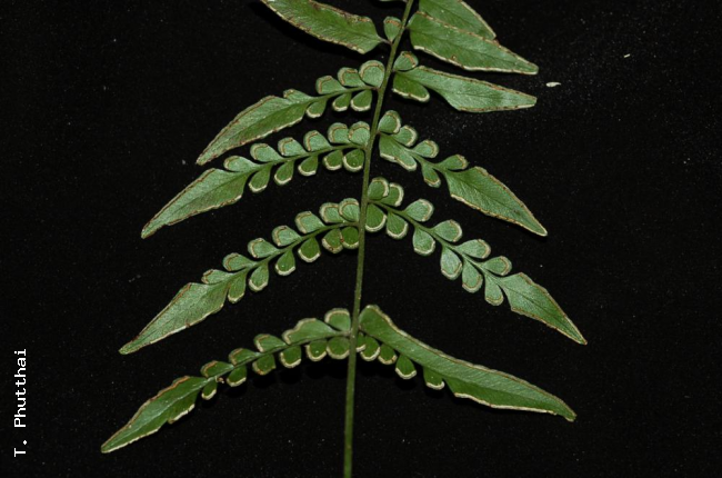Basal pinnae