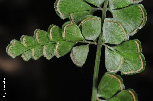 Pinnae of L. orbiculata var. orbiculata