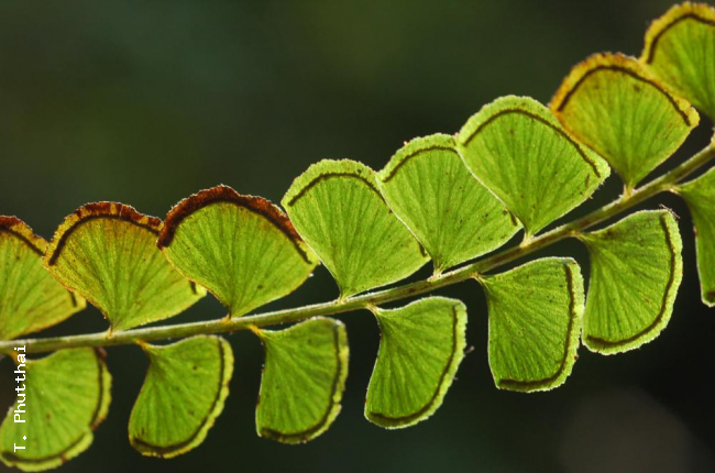 Venation of L. orbiculata var.orbiculata
