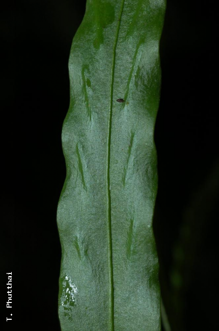Upper frond surface