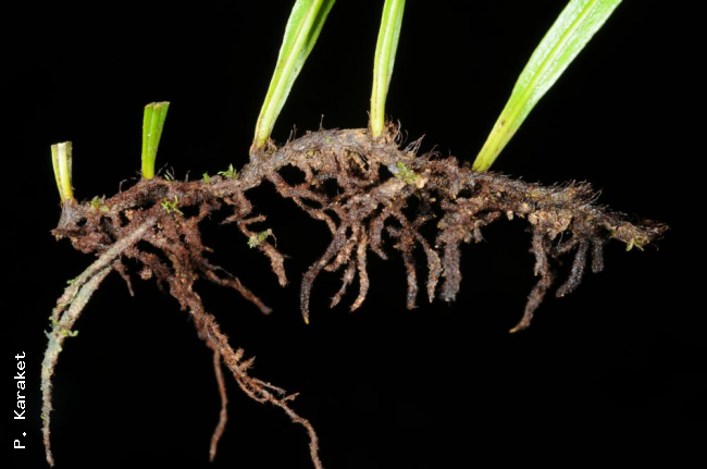 Rhizome