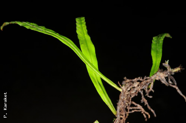 Fronds