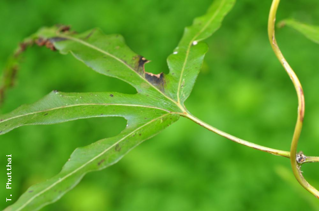 Secondary rachis branch and lamina