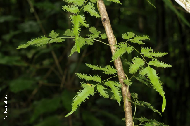 Habit