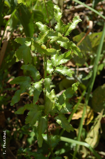 Habit