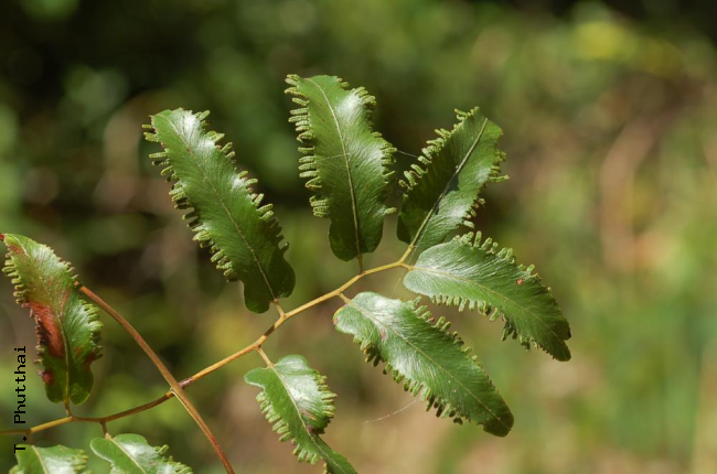 Secondary rachis branch