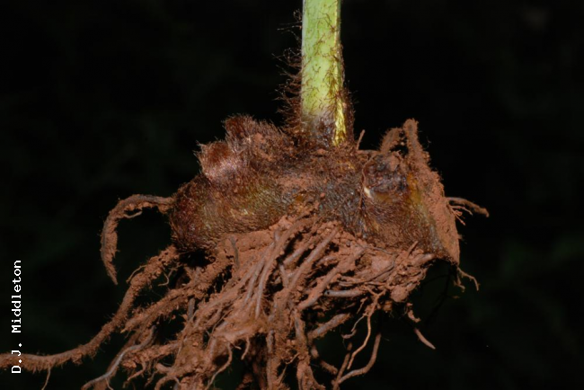 Rhizome