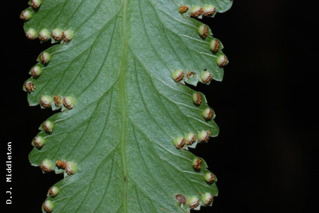 Lower surface of pinnule