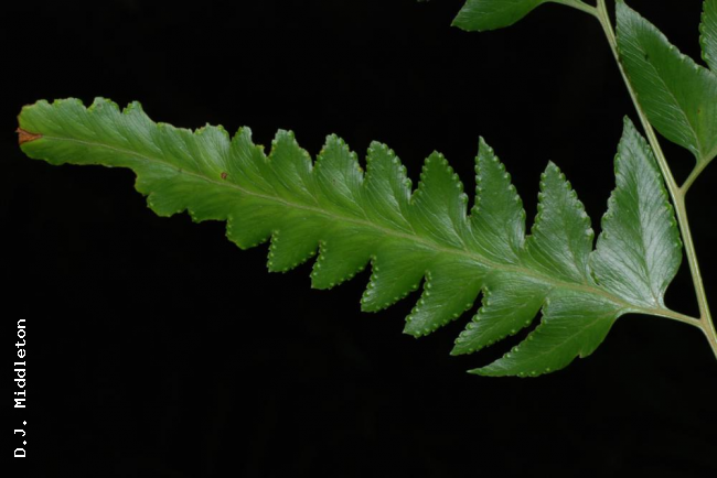 Upper surface of pinnule