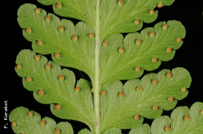 Lower surface of lamina