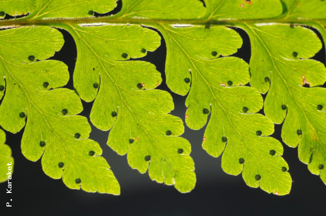 Venation