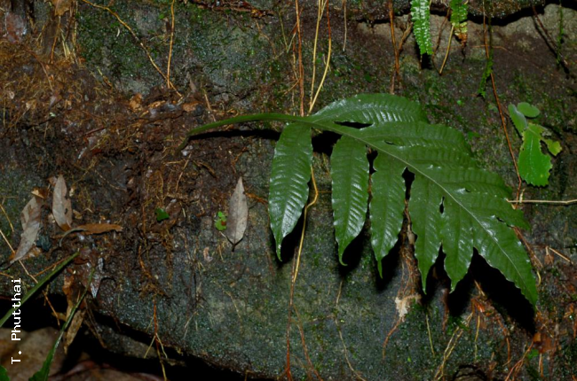 Habit