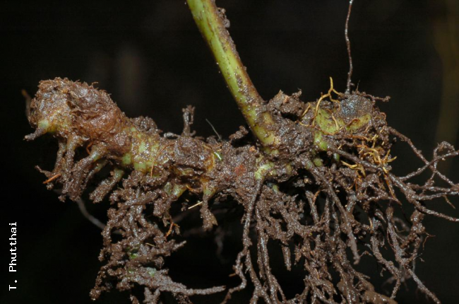 Rhizome