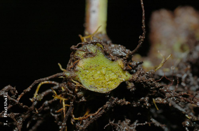 Cross section of rhizome