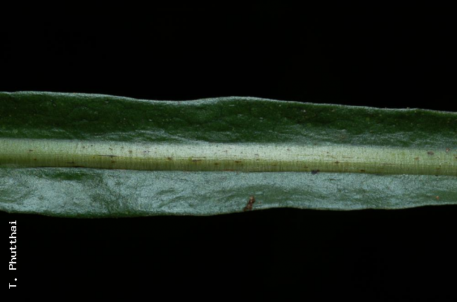 Winged stipe