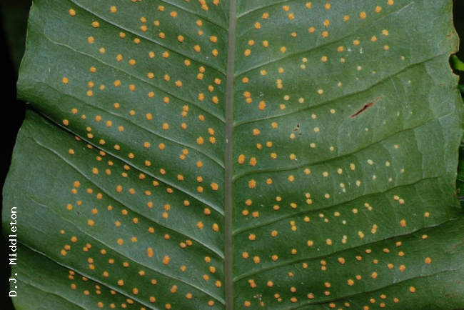 Lower frond surface