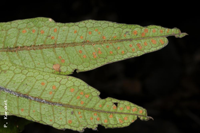 Lower frond surface