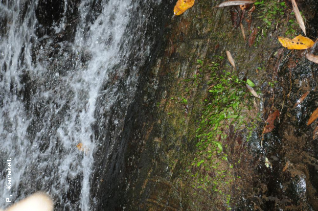 Habitat
