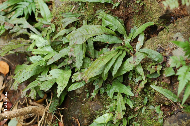 Habit