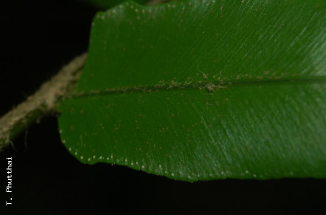 Hydathodes at upper margin of pinna
