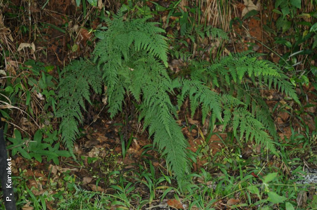 Habit