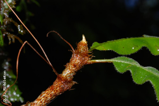 Rhizome