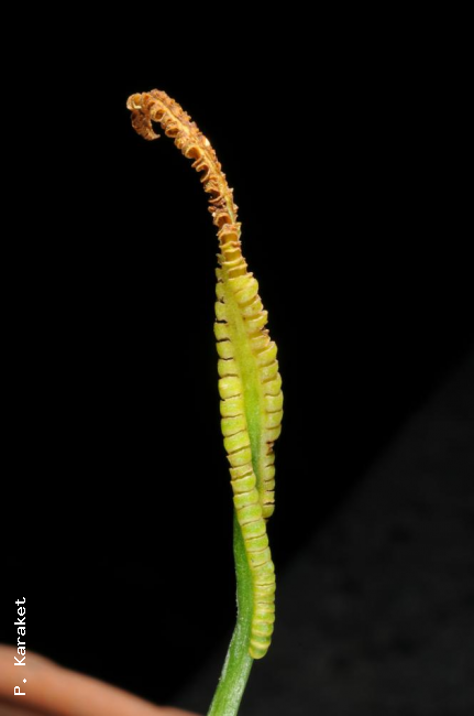 Mature sporophyll (fertile part of frond)