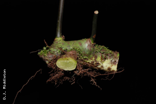 Rhizome and stipe bases