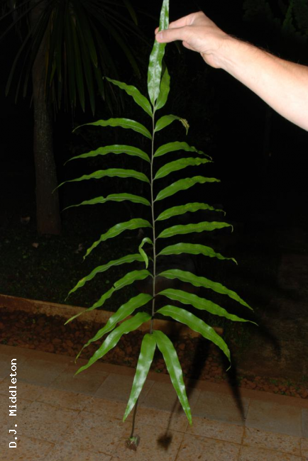 Frond
