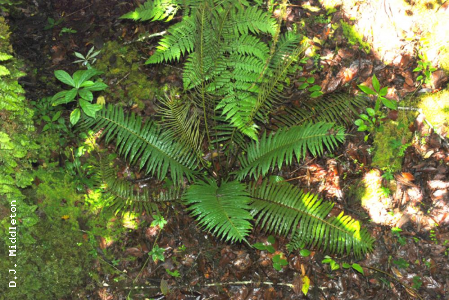 Habit