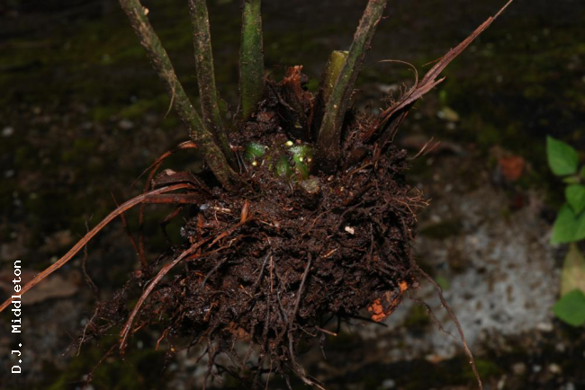 Rhizome