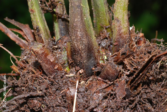 Base of stipes