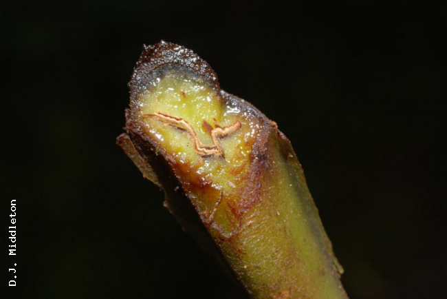 Cross section through stipe