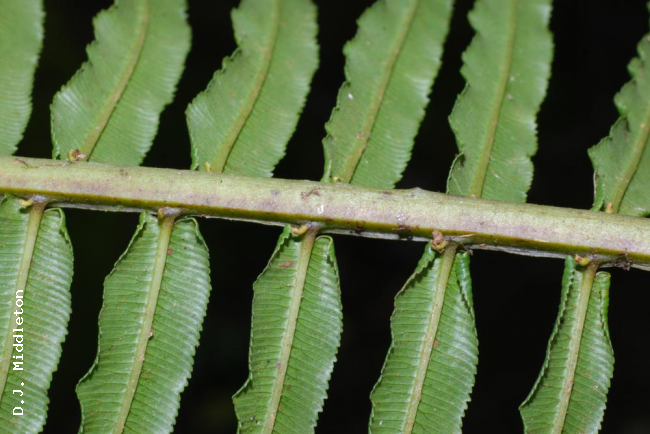 Lower surface of rachis and pinnae