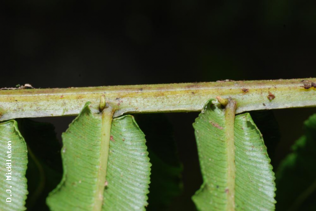 Aerophores at junction of rachis and pinnae