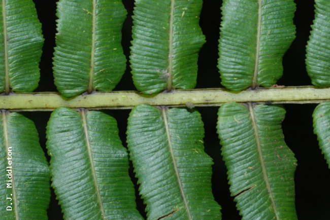 Upper surface of rachis and pinnae
