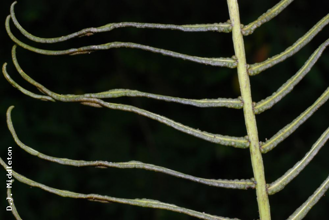 Upper surface of fertile pinnae