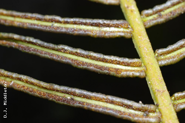 Lower surface of fertile pinnae with sori