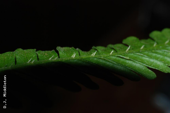 Spines on coast above