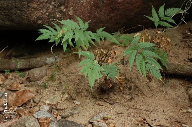 Habit