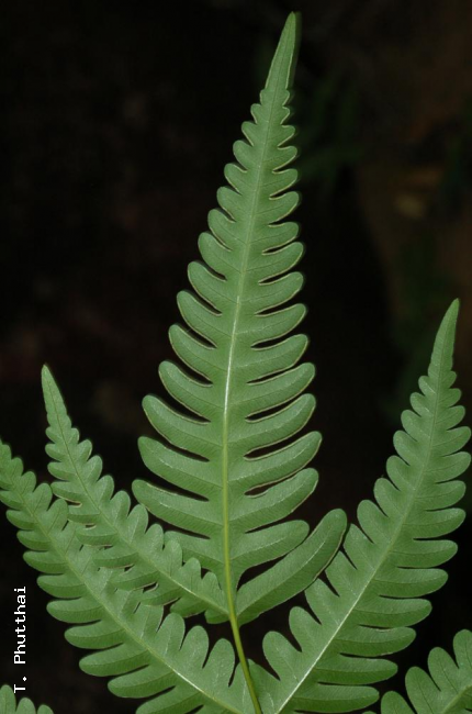 Frond apex