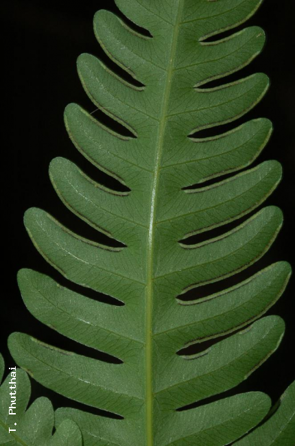 Pinnules