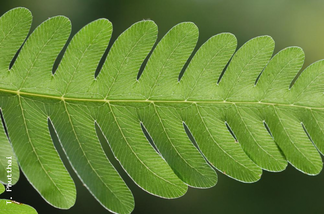 Venation
