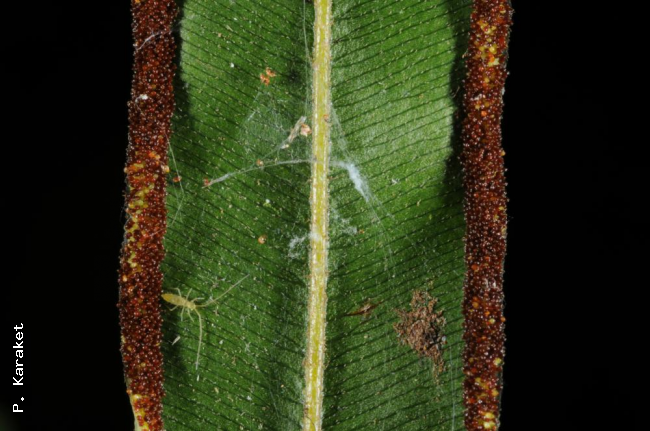 Lower surface of lamina and sori